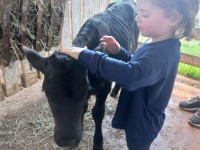 CEAPzinho - Maternais visitam fazenda do IMEAB