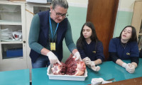 8º Ano estuda a anatomia e fisiologia do sistema cardiovascular 