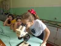 Conhecendo as folhas bem de perto