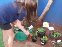 24.08.2021 - 4º ano cultivando sua horta