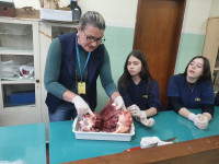 8º Ano estuda a anatomia e fisiologia do sistema cardiovascular 