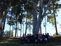 Conhecendo as árvores do Campo